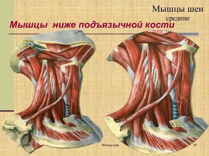 Грудино мышца латынь