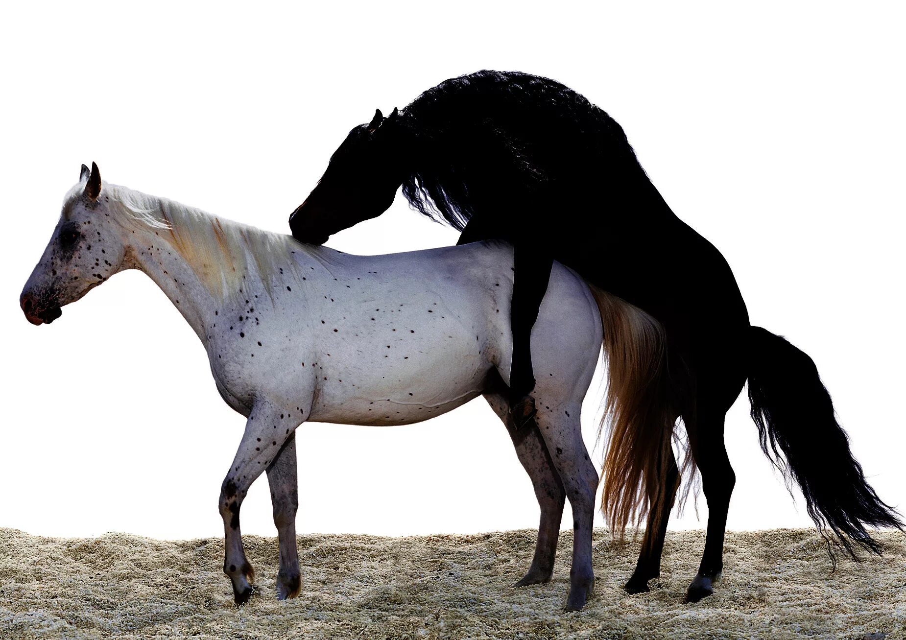 Оливьеро Тоскани лошади. Спаривание лошадей. Лошади спариваются. Лошадь кобыла. Спаривание белое