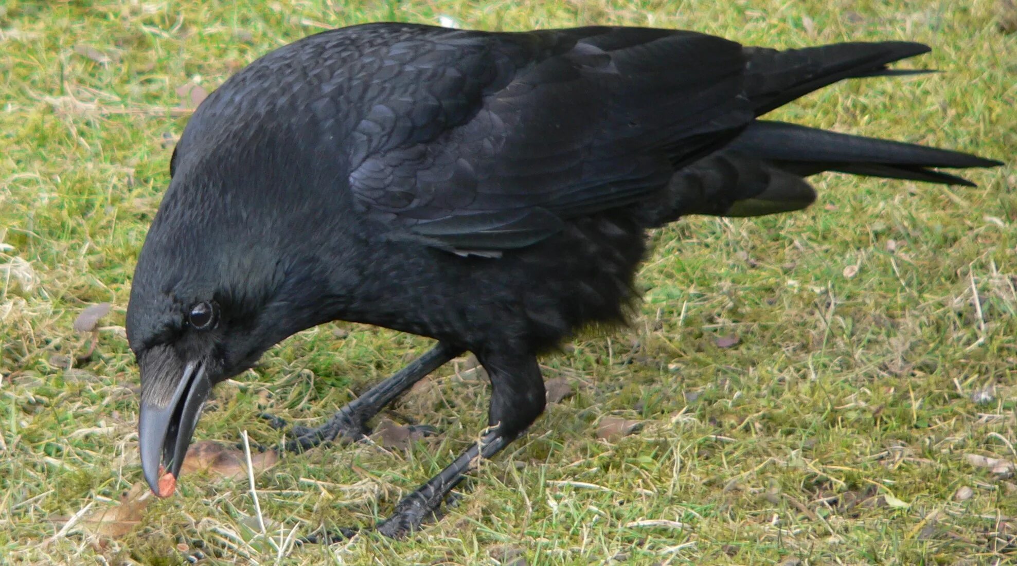 Ворона хищная птица. Корвус ворон. Новокаледонский ворон. Чёрная ворона. Ворона фото.