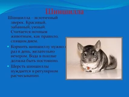 Шиншилла описание