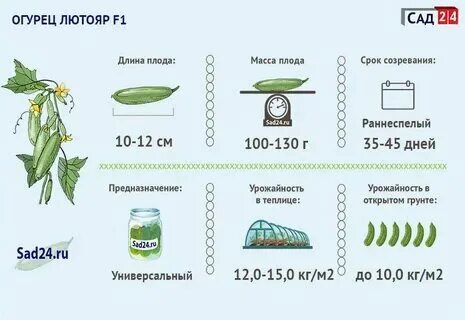 Срок созревание огурца