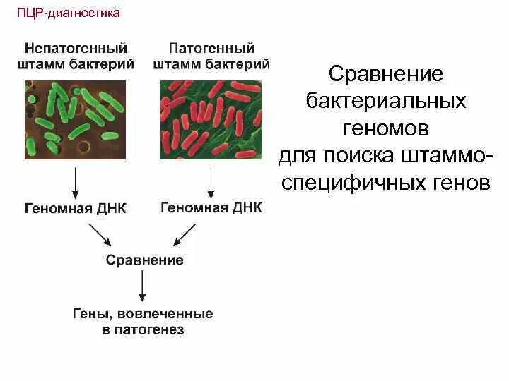 Селективные и элективные среды. Введение рекомбинантных днк в клетки бактерий. Штамм примеры. Селекция микроорганизмов. Последовательность штамма бактерий.