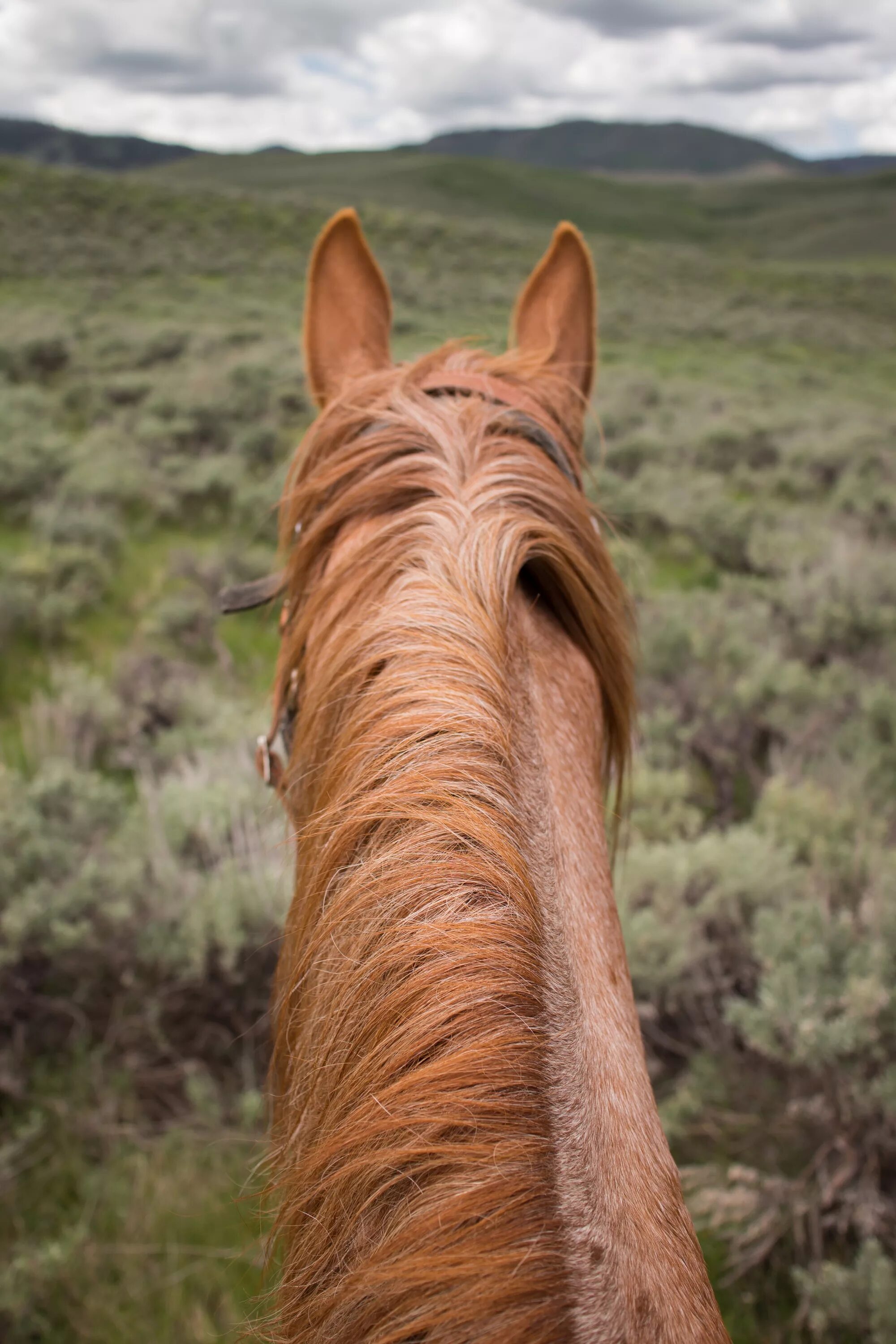 Horse hair. Уши лошади. Лошадиный хвост. Грива лошади. Лошадиный волос.