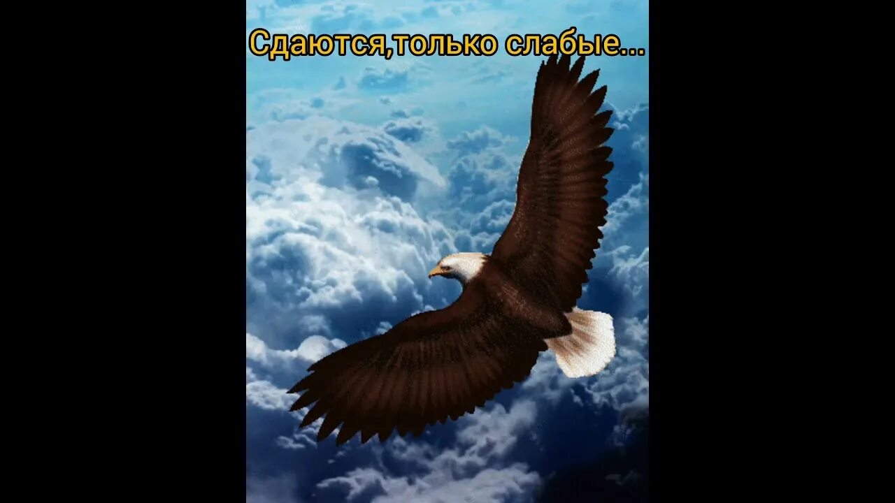 Анимации полет. Орел в полете. орел в облаках. орел в небе. орел летит в небе.