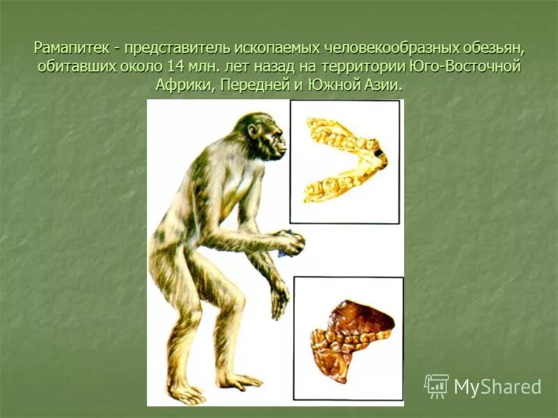 объем мозга человека и человекообразных обезьян. сравнение головного мозга человека и шимпанзе. объем головного мозга австралопитека. объем мозга человека и человекообразных обезьян. объем мозга человека и человекообразных обезьян.