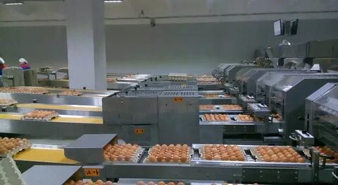 Птицефабрики пермского края