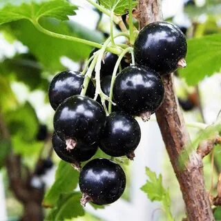 Сладкие сорта смородины для средней