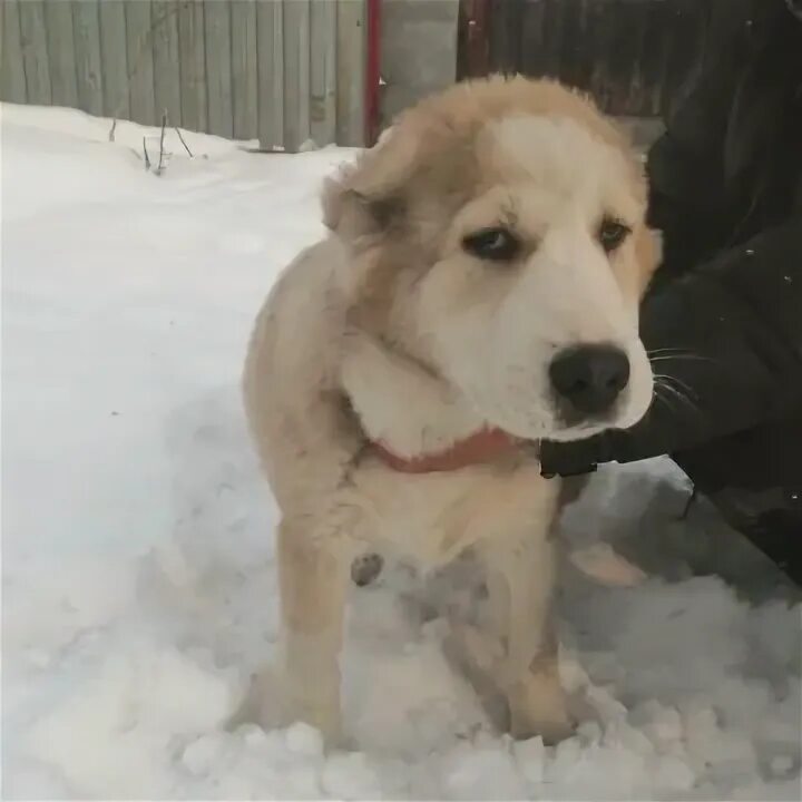 Алабай ростов. Алабай ростов. Алабай ростов. Алабай собака. Алабай алабай алабай собака.