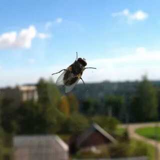 Мухи проснулись