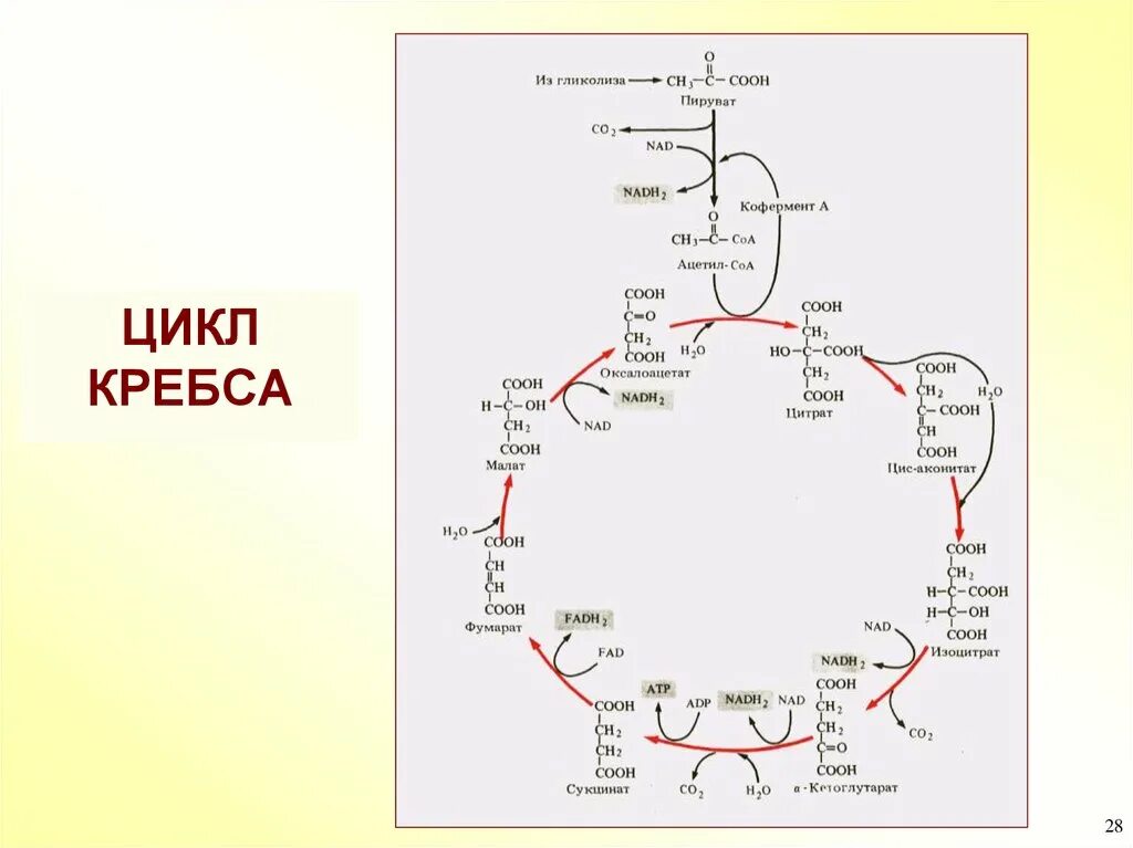 Цикл кребса сколько атф. Цикл трикарбоновых кислот Кребса биохимия. Цикл Кребса из пирувата. Окисление Глюкозы цикл Кребса. Цикл Кребса ЦТК.