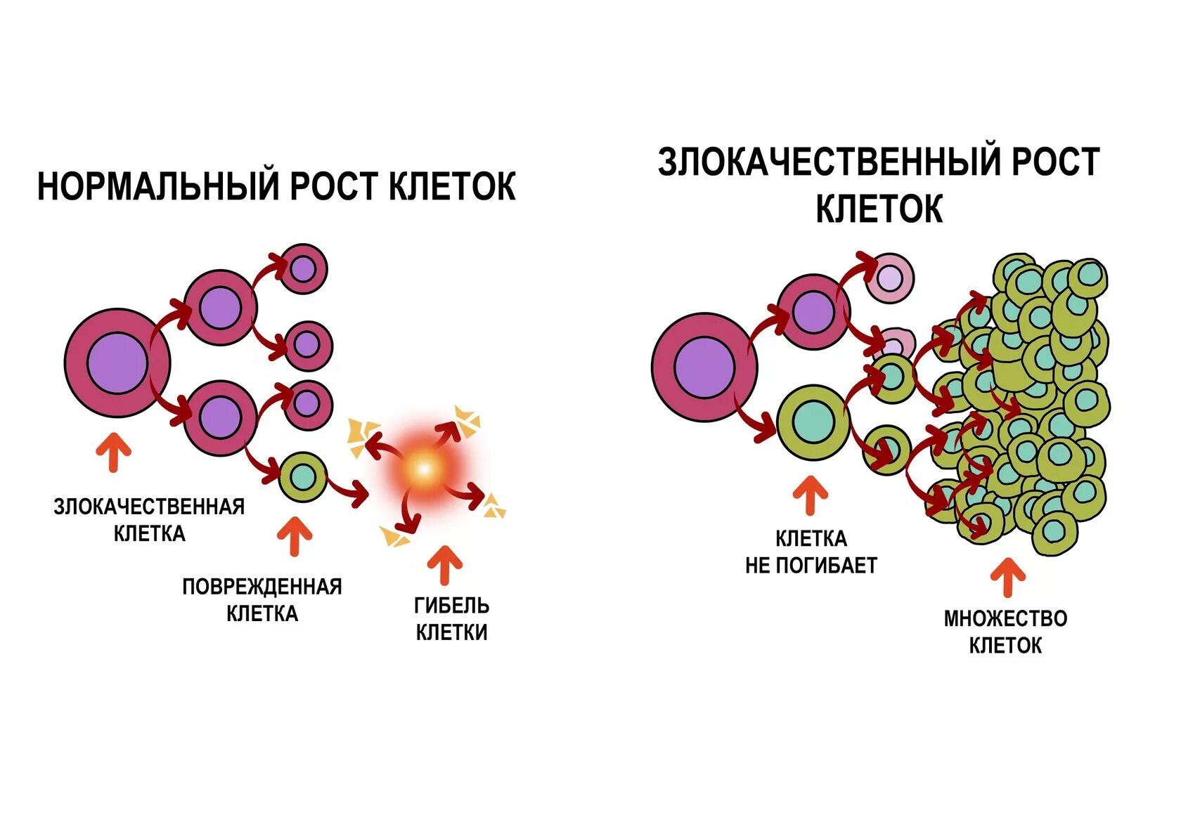 Клеточный цикл раковой клетки. Клеточный цикл опухолевой клетки. Строение раковой клетки. Механизм раковой клетки схема. Злокачественный потенциал