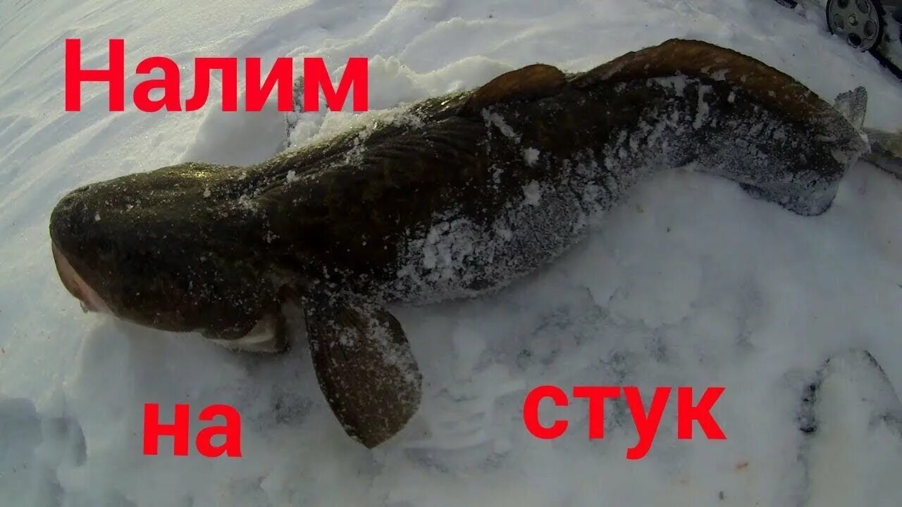 Ловля налима. Ловля налима на стук. Жерлица поставушка на налима. Стукалка на налима. Налима на стукалку подводная съемка.