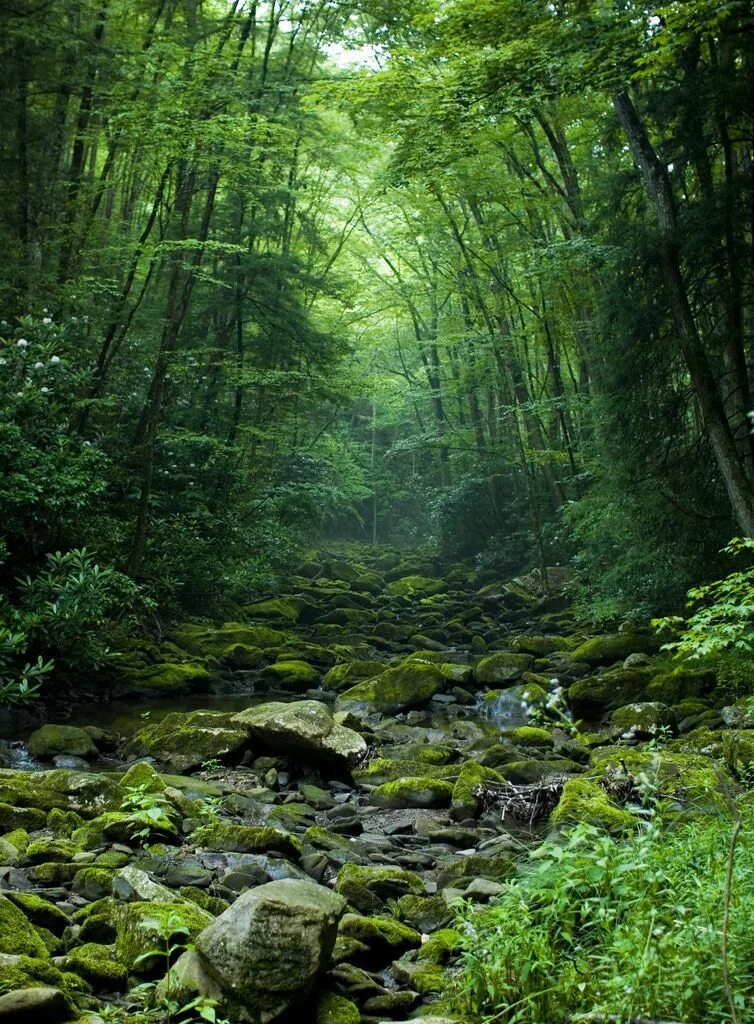 Forest clearing. Зеленая природа. Картинки леса. Зелёная природа фото. Зеленая природа картинки.