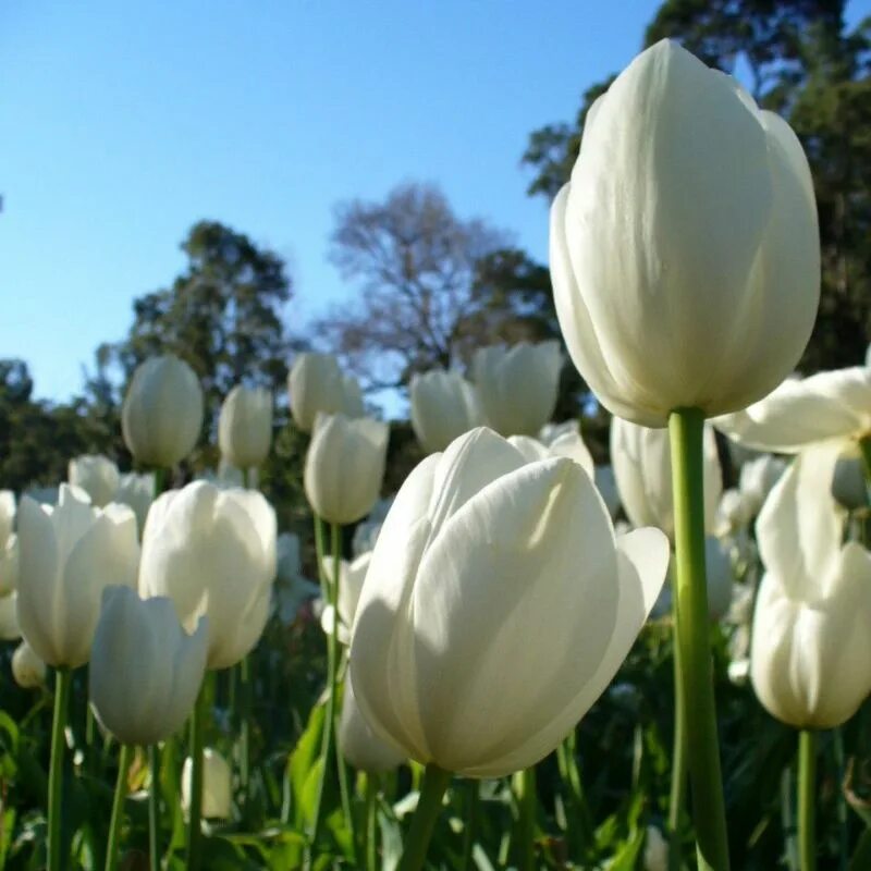 White tulip