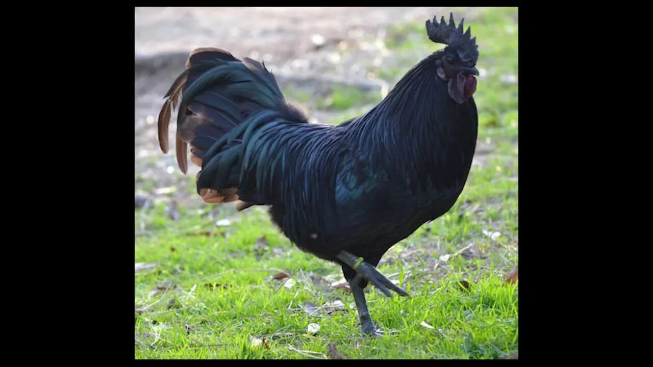 Desi cow. Caw. Breed 77. High breed. High breed.