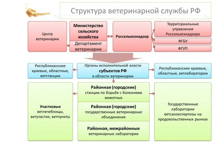 Структура ветеринарных органов в РФ. Организационная структура ветеринарии в РФ. Структура ветеринарии в РФ схема. Структура ветеринарной службы в России. Государственные учреждения ветеринарной станции