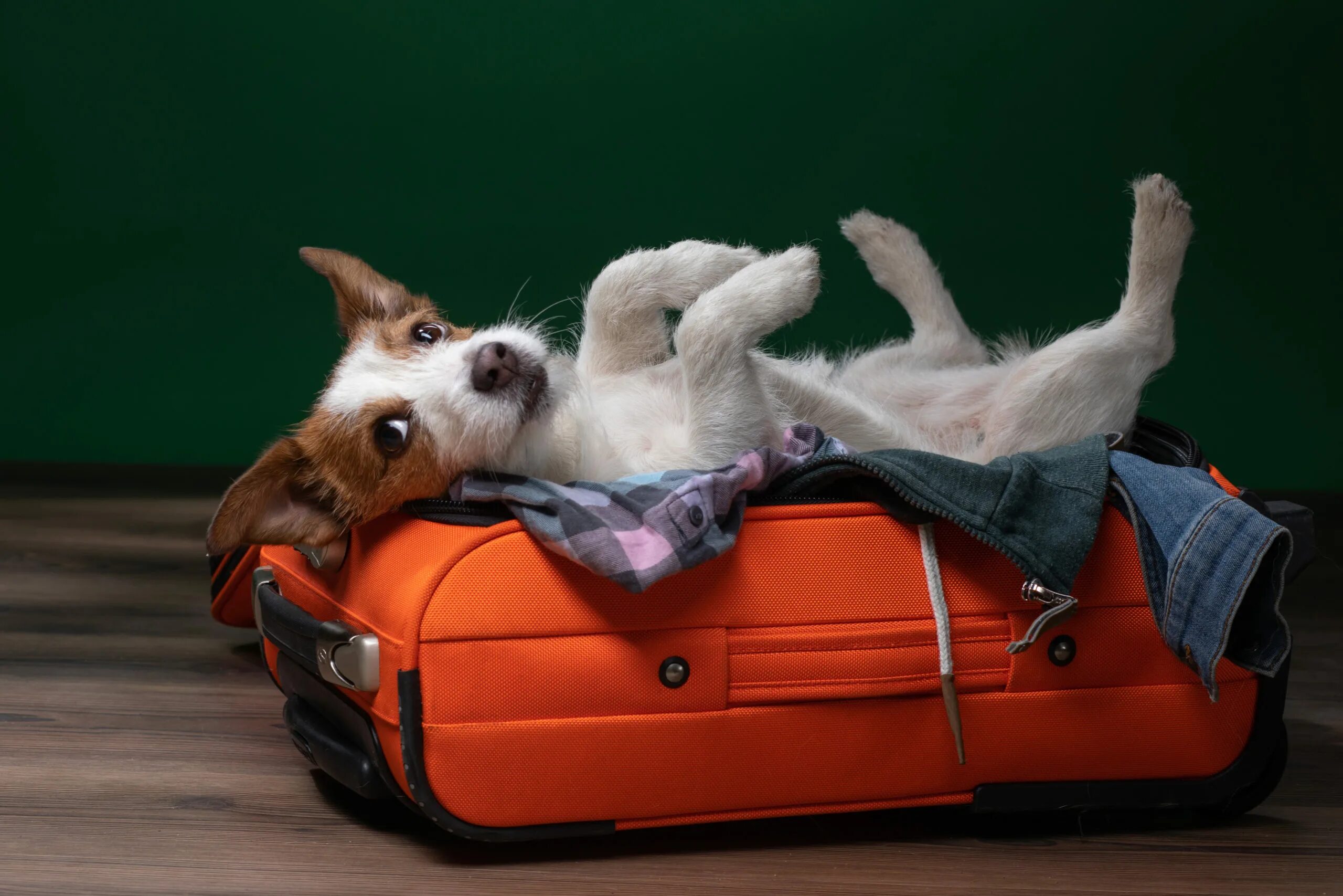 Pet travel. Перевозка животных. Животные в самолете. Перевоз животных в самолете. Животные в салоне самолета.