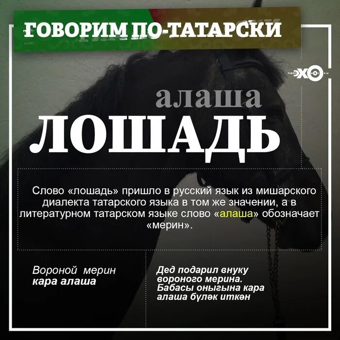 Особый диалект татарского. Диалектные слова татарского языка. татарские диалекты. диалектизмы на татарском языке примеры. диалектизмы татарского языка примеры.