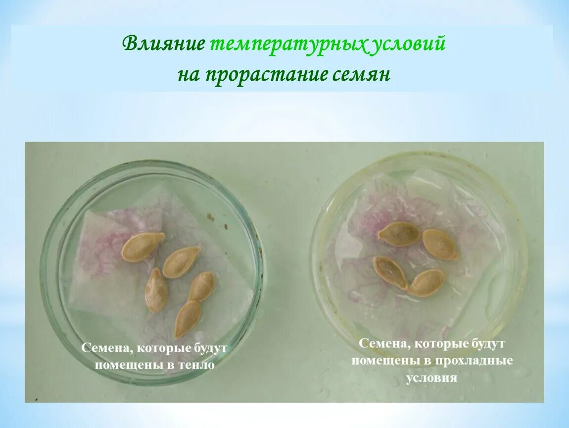 Условия прорастания семян вода. Влияние воды на прорастание семян фасоли. Семена фасоли прорастание семян. Влияние температурных условий на прорастание семян. Условия прорастания семян.