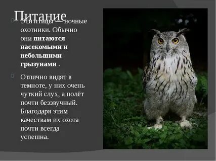 Экологическое описание совы