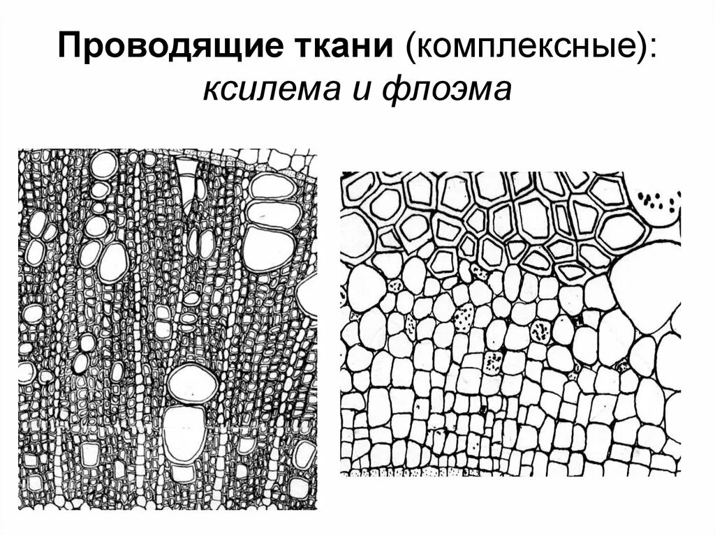 Проводящая ткань растений рисунок строение. Проводящая ткань растений Ксилема и флоэма. Проводящая ткань растений схема. Ткани растений Ксилема флоэма. Флоэма рисунок