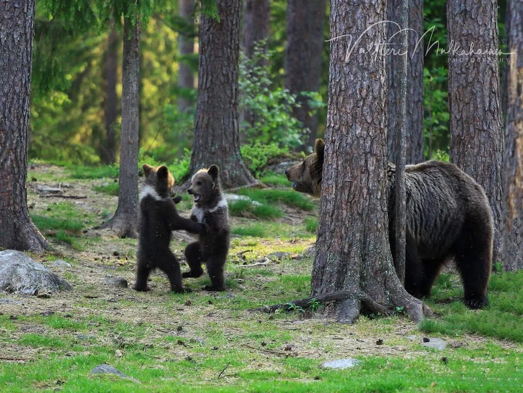 Жизнь медведей в лесу. Медведь в лесу. Мишка в лесу. Медвежонок в лесу. Парк танцующих медведей в Болгарии.