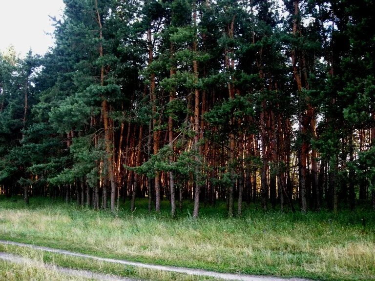 леса белгорода сосновка. константина заслонова 52 белгород. городской лес белгород. новый лес белгород. парк муромский лес белгород.