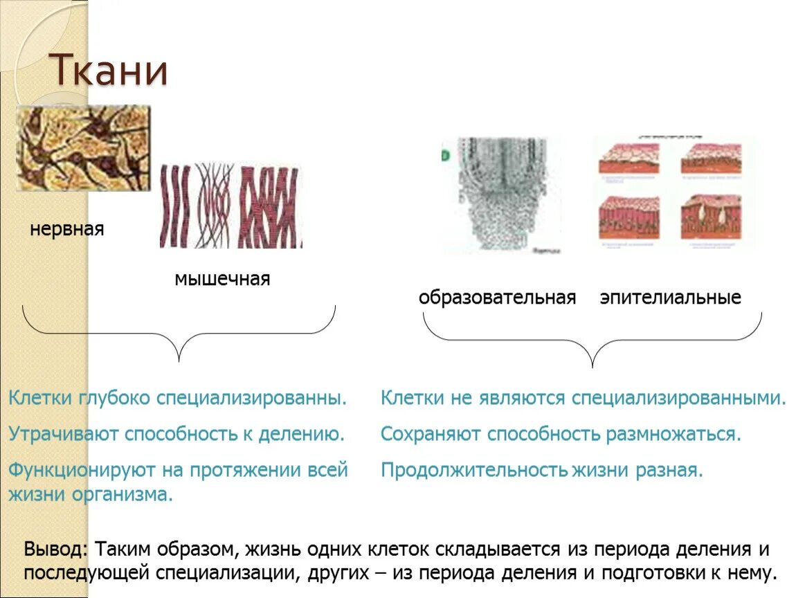 Общее свойство нервной и мышечной. Эпителиальная мышечная ткань. Ткани человека мышечная ткань таблица. Клетки мышечной ткани. Мышечная и нервная ткани животных.