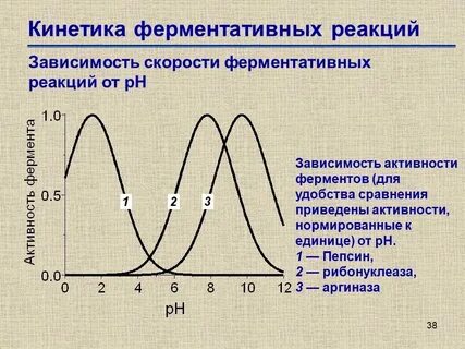 Зависимость активности ферментов от концентрации субстрата