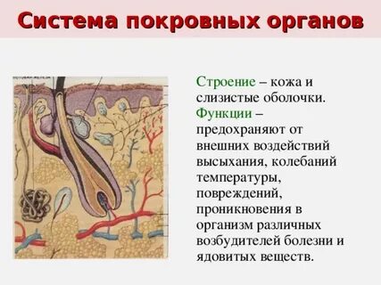 Кожа без желез