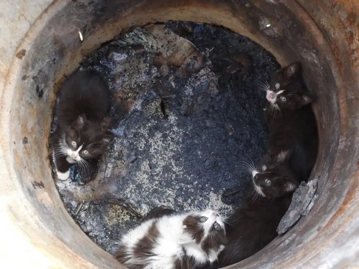 Новорожденные котята топят. Котенку снится сон. К чему снятся утопленные котята. К чему снятся утопленные котята. К чему снятся утопленные котята.