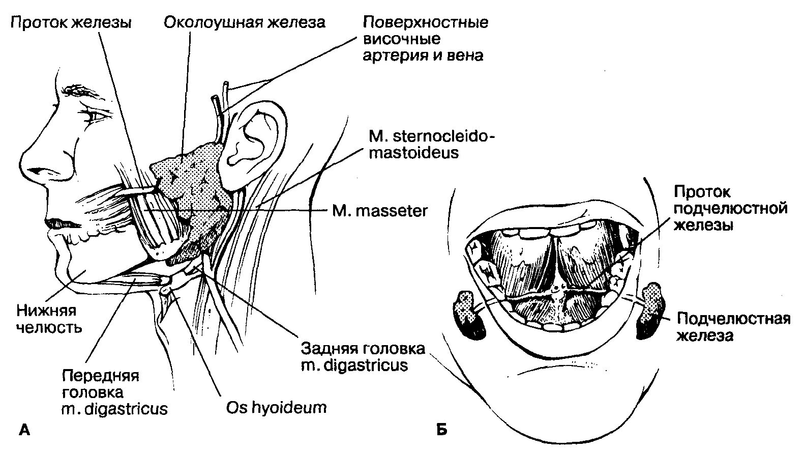Образование околоушных желез. Строение поднижнечелюстной слюнной железы анатомия. Анатомия протока подчелюстной слюнной железы. Проток околоушной железы топография. Выводной проток околоушной слюнной железы анатомия.