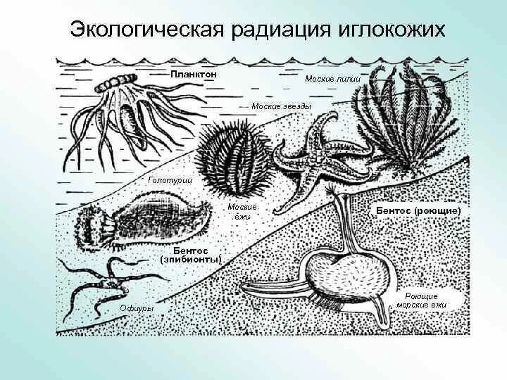 Бентос планктон Нектон Литораль. Представители бентоса примеры. Бентос схема. Бентос рисунок.