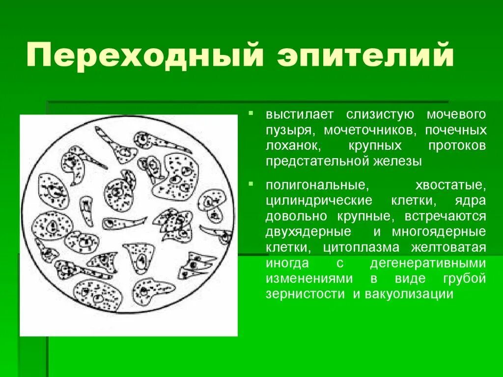 Микроскопическое исследование мочи почечный эпителий. Эпителий плоский в моче норма. Переходный эпителий микроскопия мочи. Клетки почечного и переходного эпителия в моче. Повышенный эпителий в моче у мужчин