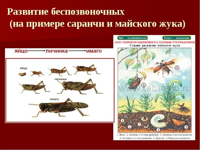 Какой тип развития характерен для саранчи. Стадии постэмбрионального развития саранчи. постэмбриональное развитие саранчи. схема развития саранчи. этапы развития саранчи.