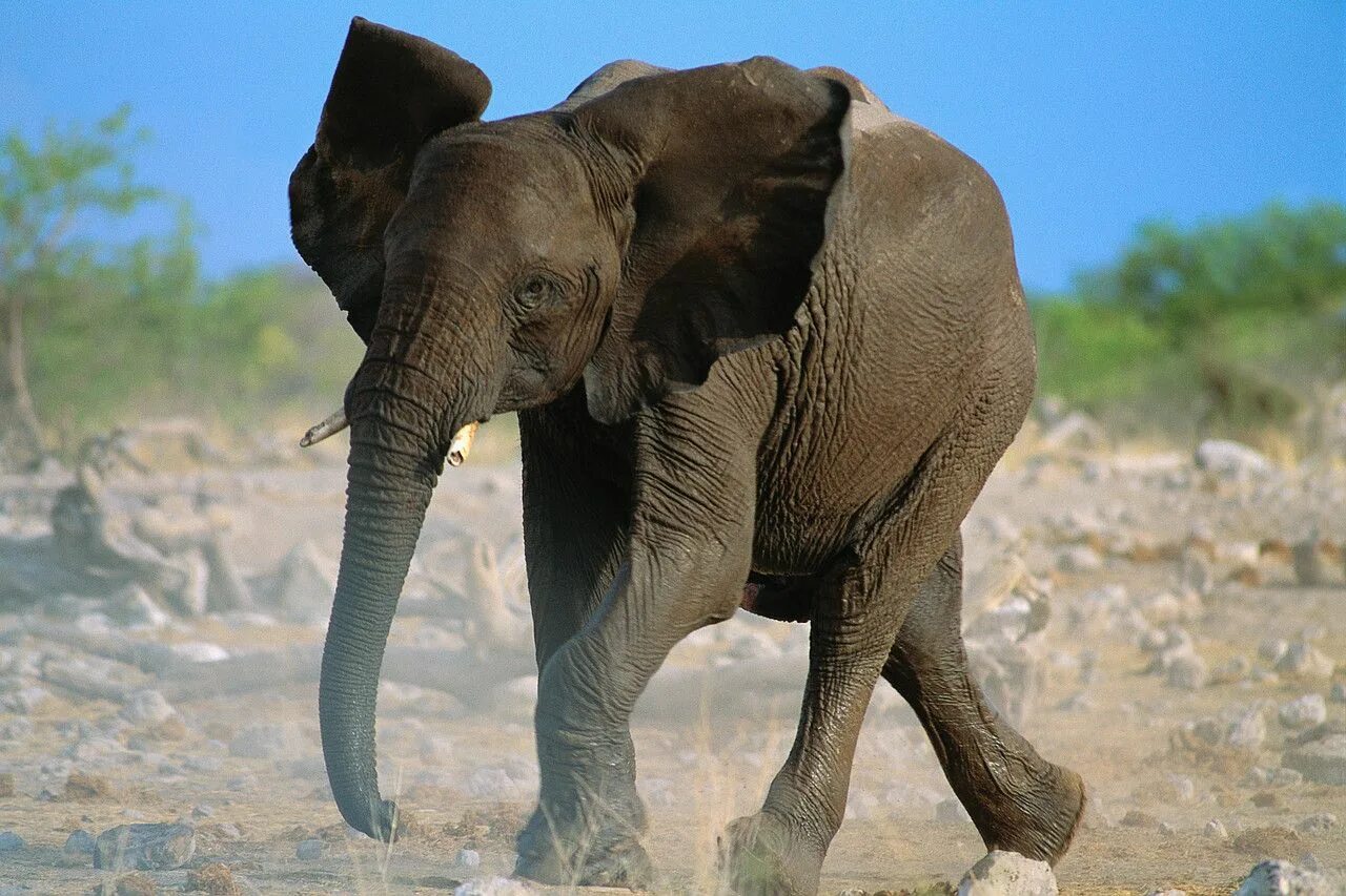 Слон. Слоны фото. Изображение слона. Африканские слоны. Elephants time