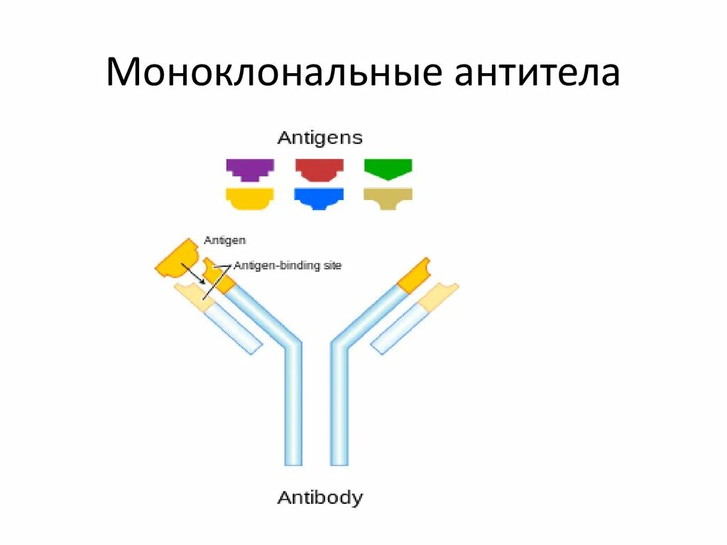 Моноклональные антитела строение. Моноклональные антитела структура. Моноклональные антитела мышиные гуманизированные. Рекомбинантные моноклональные антитела. Клон антитела