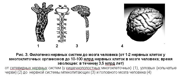 развитие нервной системы в филогенезе. филогенез нервной системы. развитие нервной системы в филогенезе и онтогенезе. основные этапы филогенеза нервной системы. основные этапы филогенеза нервной системы.