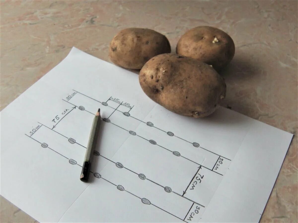 На каком расстоянии ряды картошки. Картофель сдвоенными рядами. Посадка картофеля сдвоенными рядами. Чертилка для посадки картофеля. Ряды картошки.