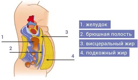 Подкожный жир