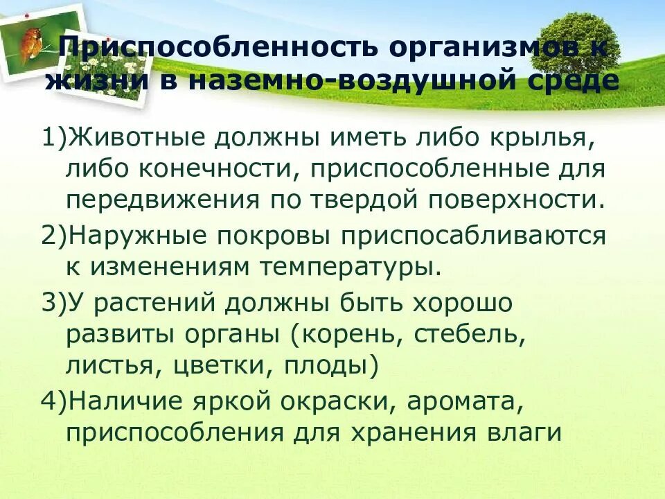 Появление относительного характера приспособленности. Приспособление организмов к среде обитания. Приспособленность к среде обитания. Приспособленность организмов к среде. Черты приспособленности организмов.