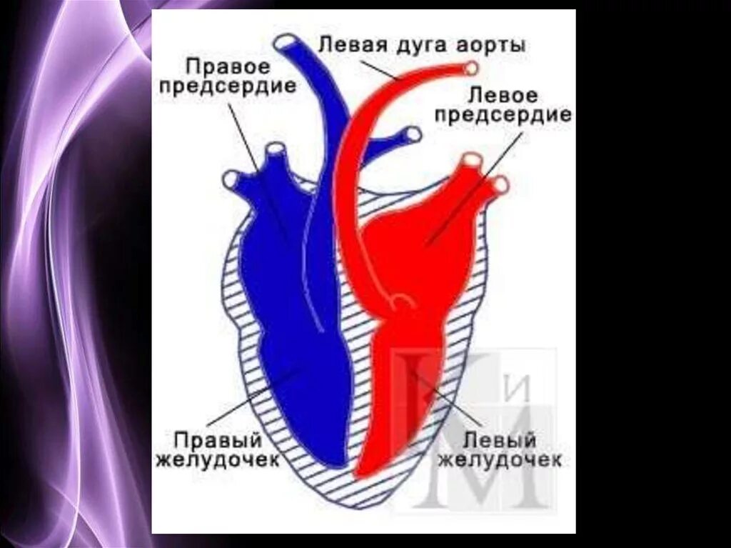 У млекопитающих левая дуга аорты отходит. Строение сердца млекопитающих. сердце млекопитающих схема. строение сердца млекопитающих рисунок. дуги аорты у млекопитающих.