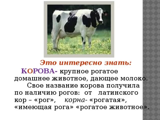 Корова описание. Описание коровы для детей. Картинка коровы с описанием. Описание животных корова. Почему теленка назвали теленком
