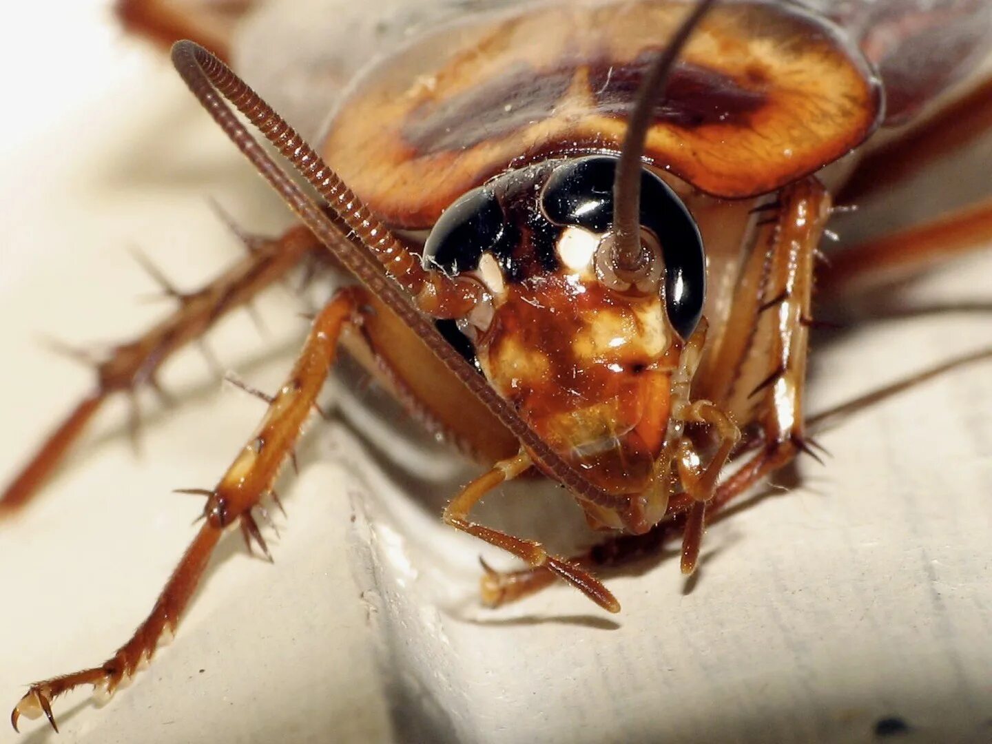 Cucaracha
