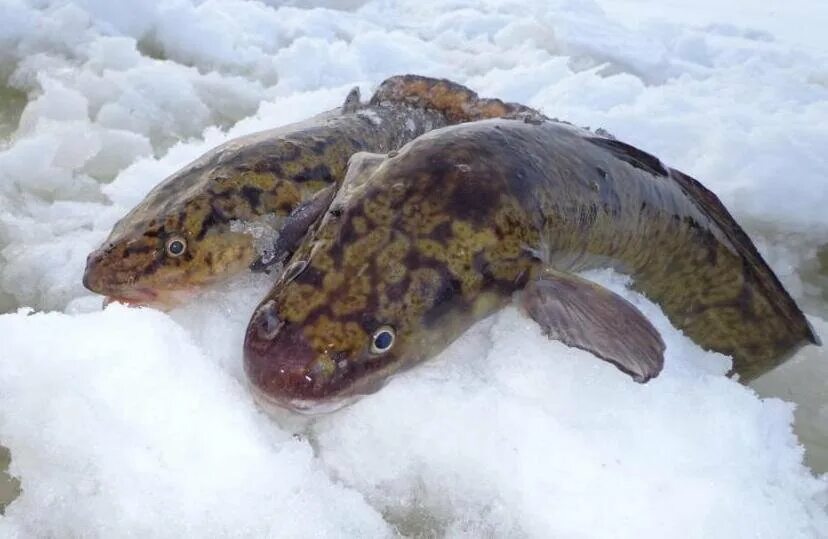 Налим Сибирский. Налим рыба. Налим Рыбинское водохранилище. Астраханский налим. Налим на озерах