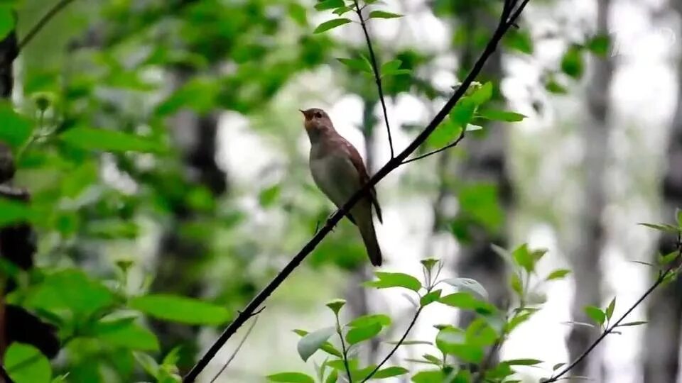 Пение соловьев видео. Птицы в весеннем лесу. Щебет птиц. Пение птиц в лесу. Звуки птиц.