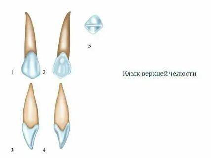 Клык горного