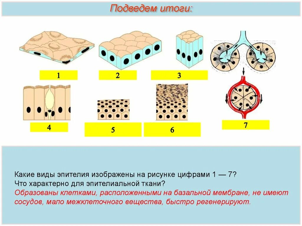 Какая ткань изображена на рисунке. Виды эпителиальной ткани рисунок. Клетка эпителиальной ткани рисунок. Эпителий межклеточное вещество. Изображены клетки эпителиальной ткани..