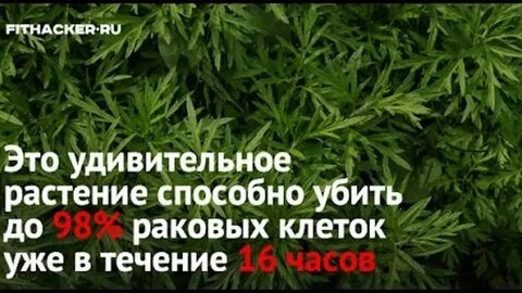 Какие травы убивают человека