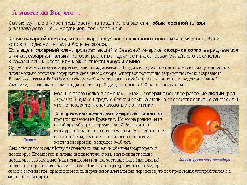 Растения содержащие сахар. Какие растения люди используют для производства сахара. какие растения используют в разных странах для производства сахара. растения для производства сахара кроме тростника и свеклы. что делают из свеклы и тростника.